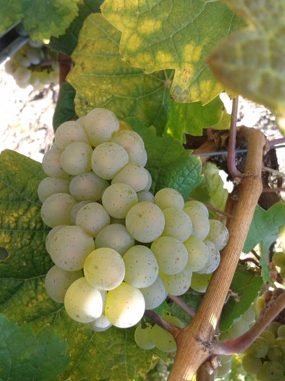 Weingut Matthias Dauns Reil Exterior foto